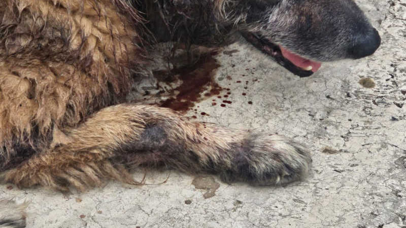 Cachorro com necrose é resgatado em Botucatu, SP; tutora é presa