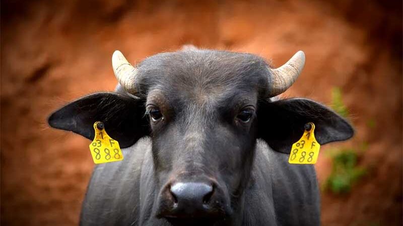 Justiça de Brotas nomeia duas novas entidades para cuidar de búfalas que foram maltratadas