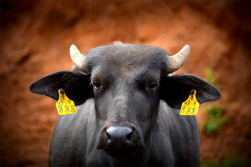 Justiça de Brotas nomeia duas novas entidades para cuidar de búfalas que foram maltratadas