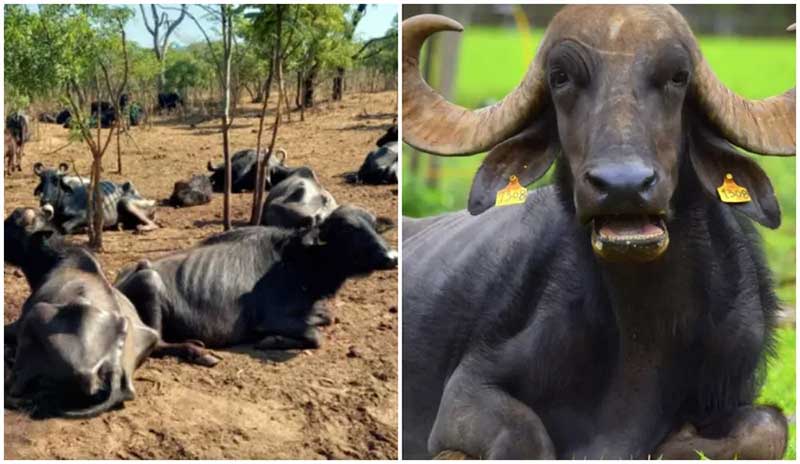 Búfalas foram encontradas desnutridas (à esquerda) e hoje vivem em condições adequadas em fazenda de Brotas — Foto: Polícia Ambiental e Fabio Rodrigues/g1
