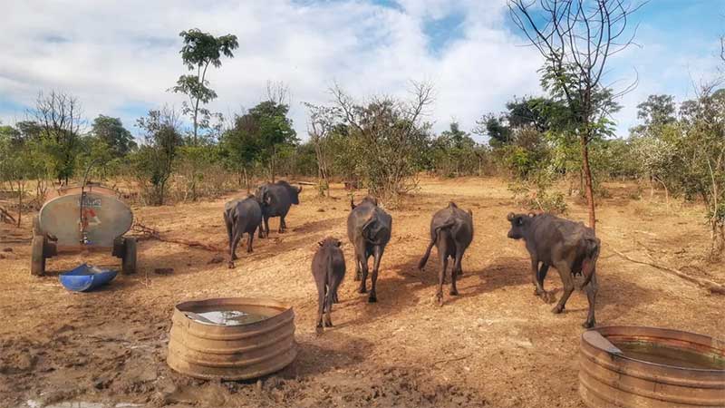 Situação em que búfalas foram encontradas em Brotas — Foto: Fabio Rodrigues/g1