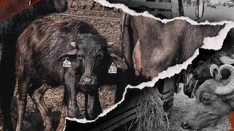 ONGs lutam para cuidar de mil búfalas abandonadas para morrer de fome em fazenda