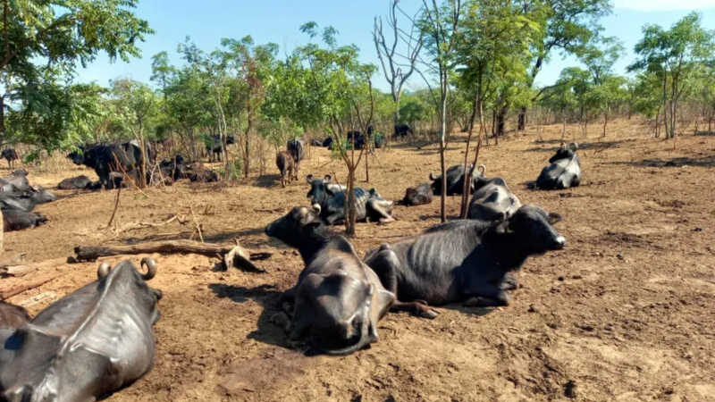 Búfalos de Brotas: TJ entrega tutela para irmãos de fazendeiro acusado de maus-tratos