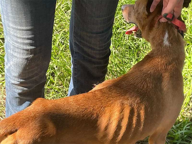 Adestrador de cães é detido por suspeita de maus-tratos contra animais em Campinas, SP