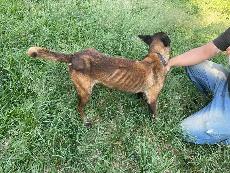 Cachorro com sinais de desnutrição em Campinas — Foto: Divulgação/Polícia Civil