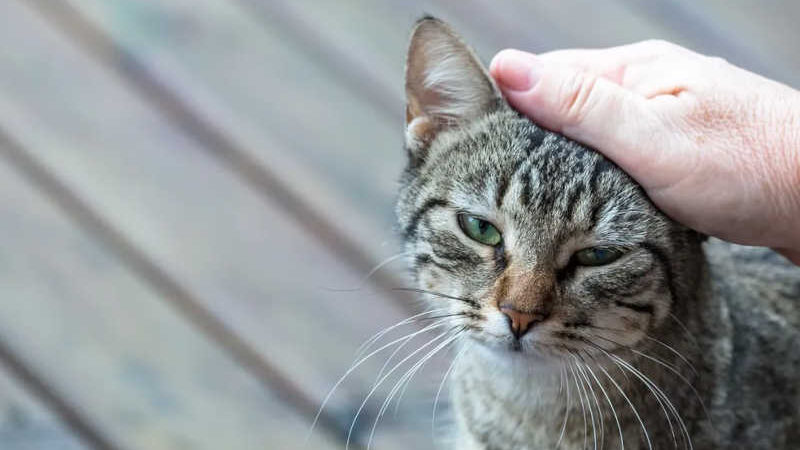 Campinas tem alta de esporotricose em gatos: entenda por que felinos são vítimas e como protegê-los