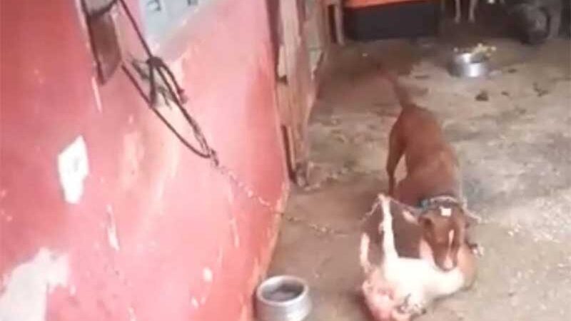 Vídeo de pitbull atacando cadela grávida faz polícia resgatar 19 cães em São Paulo