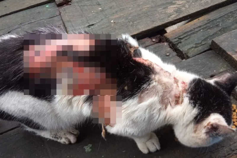 Gatos conhecidos em comunidade aparecem com feridas em carne viva e comovem moradores: ‘maldade no coração’