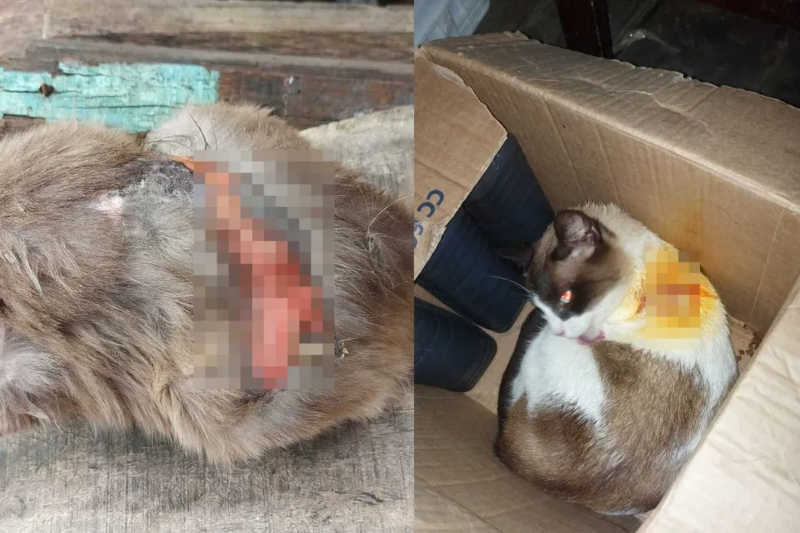 À direita, a gata que foi resgatada e recebeu atendimento veterinário. — Foto: Arquivo pessoal