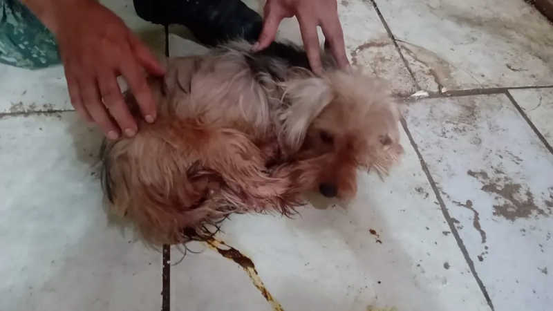 Homem é multado em R$ 6 mil por maus-tratos contra dois cães, em Flórida Paulista