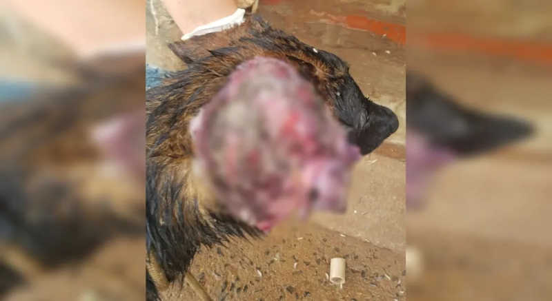 Mulher é presa após cachorro ser resgatado com ferida aberta e necrosada na orelha em Itatinga, SP