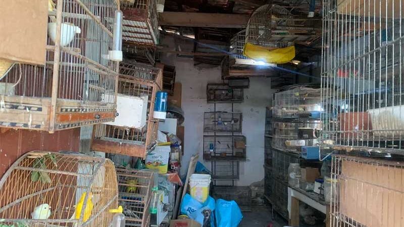 Polícia Ambiental apreende 236 aves maltratadas em Itobi (SP) e multa tutor em R$ 828,6 mil