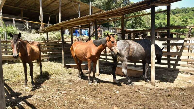 Iniciativa em Jundiaí (SP) permite adoção de animais de grande porte recolhidos em situação de maus-tratos