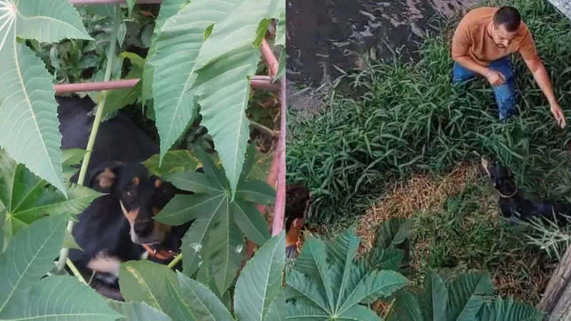 Cachorro que fugiu de clínica em Jundiaí (SP)  é encontrado em rio após cinco dias