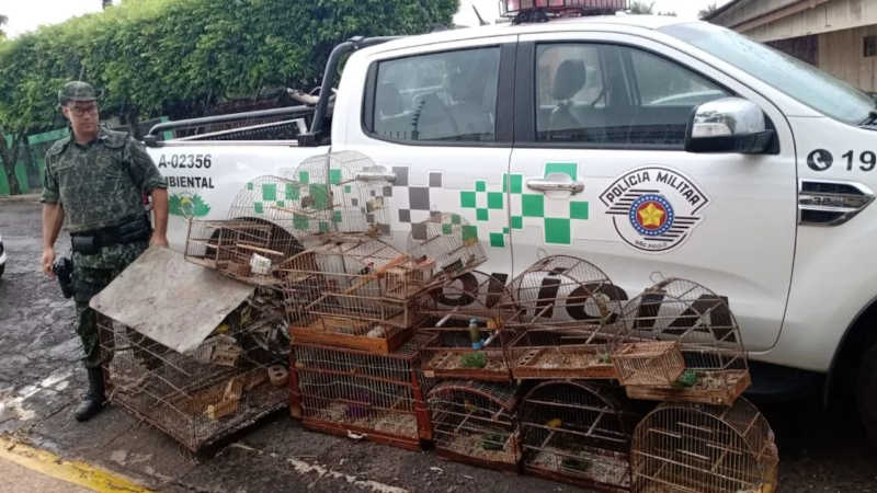 Polícia Militar Ambiental multa homem que mantinha aves em cativeiro. Foto: Divulgação/Polícia Militar Ambiental