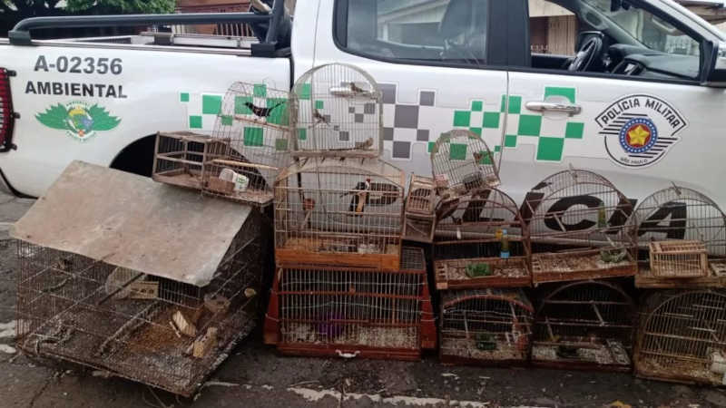 Polícia Militar Ambiental multa homem que mantinha aves em cativeiro. Foto: Divulgação/Polícia Militar Ambiental