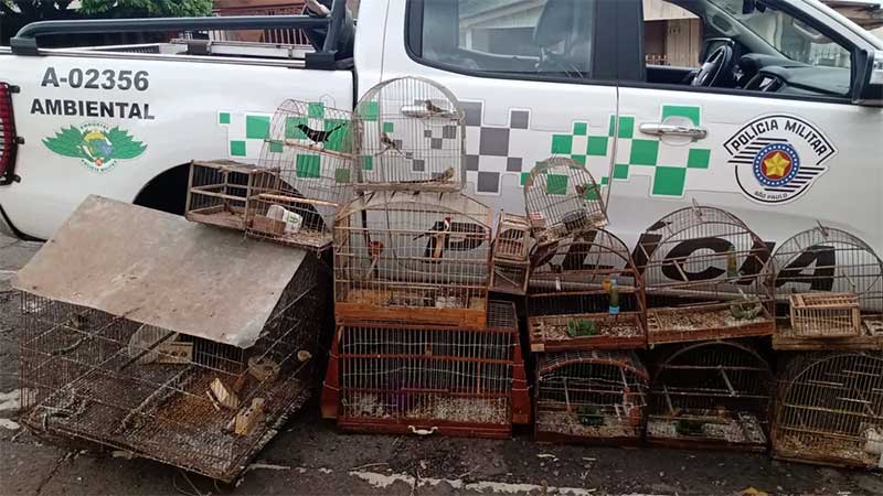 Idoso é multado em R$ 15,5 mil por manter 31 aves silvestres em cativeiro, em Osvaldo Cruz, SP