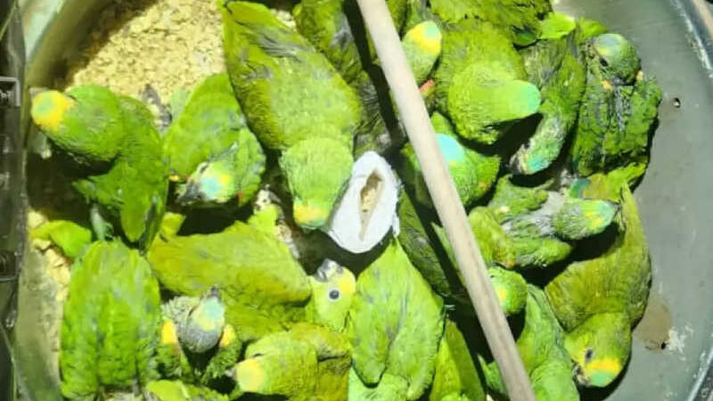 Polícia resgata 24 papagaios em estepe de carro e animais são socorridos em Piracicaba, SP