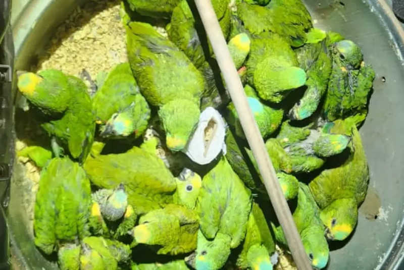 Polícia resgata 24 papagaios em estepe de carro e animais são socorridos em Piracicaba, SP