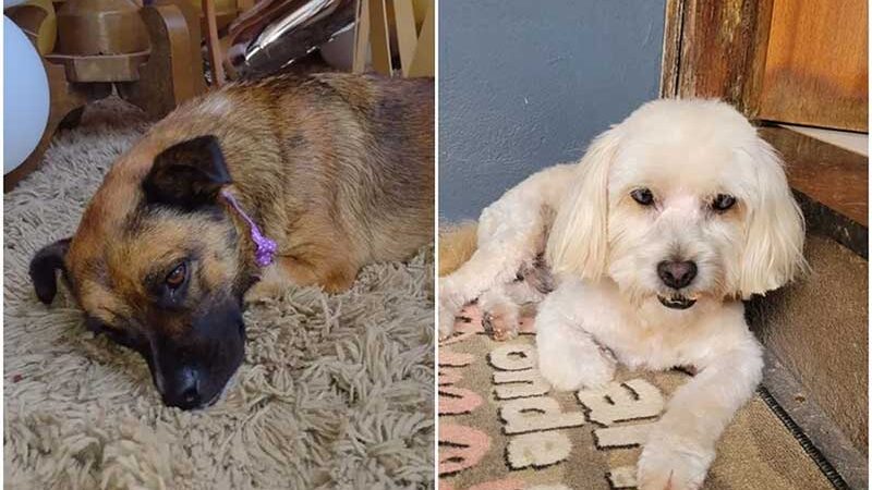 Cachorros morrem após serem esquecidos dentro de van de pet shop no interior de SP