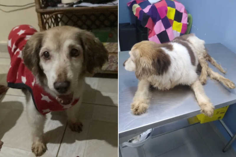 Cachorra dada como morta por casal que a adotou é encontrada abandonada na chuva e morre dias depois no litoral de SP; VÍDEO