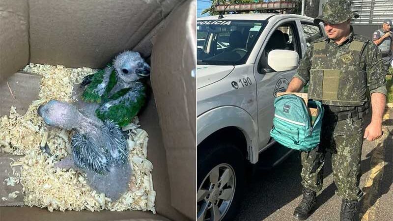 PM Ambiental flagra filhotes de aves dentro de mochila e multa mulheres por maus-tratos no litoral de SP