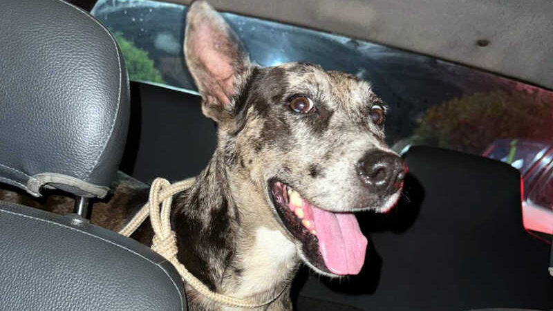 Cachorra abandonada após ser adotada é resgatada através de identificação por chip em Rio Claro, SP