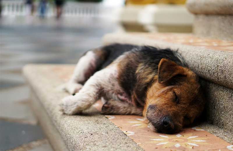 Prefeitura processa vereador por críticas em rede social sobre cachorro abandonado