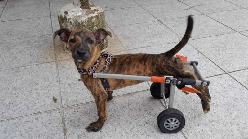 Cachorrinha paraplégica ganha cadeira de rodas e busca novo lar em São Vicente, SP