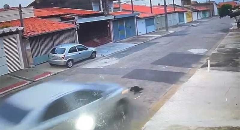 Gato é atropelado propositalmente em São José dos Campos, SP