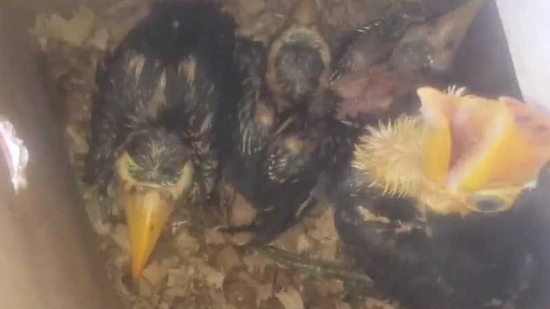 Polícia Ambiental resgata 97 filhotes de aves silvestres de cativeiro, em Teodoro Sampaio, SP
