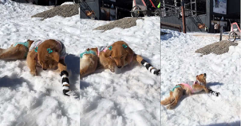 Tutores levam cadela paralítica à neve e a sua reação é comovente