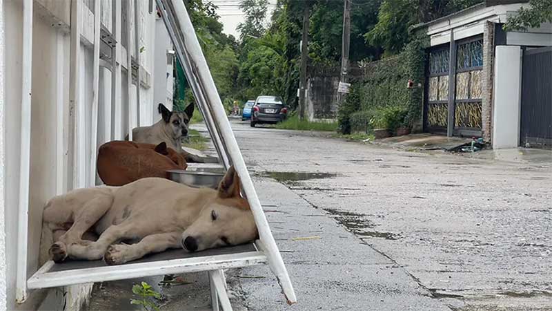 Cães de rua podem descansar em abrigo dobrável ​​feito de outdoors reaproveitados na Tailândia