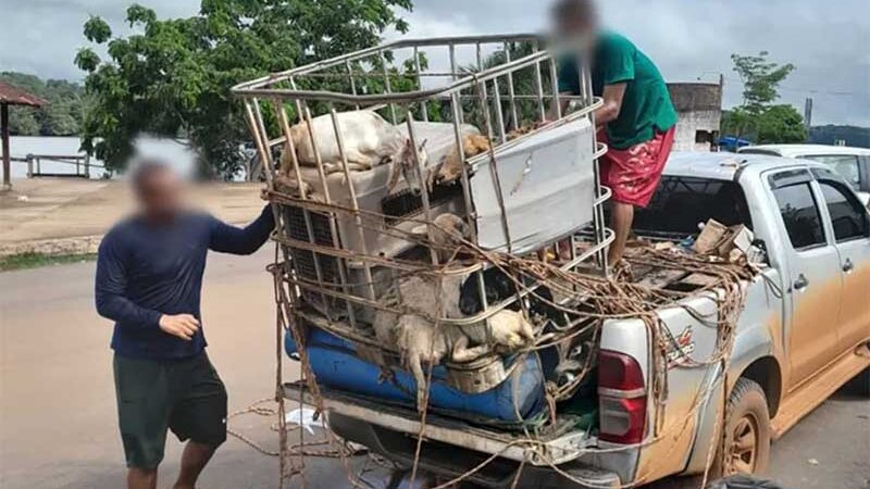 Motorista é preso por maus-tratos ao ser flagrado transportando animais amontoados em picape no AP