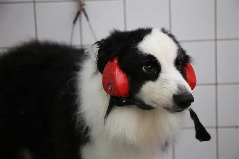 Abafadores auditivos para cães evitam crises durante queima de fogos com estampidos — Foto: Arquivo/g1