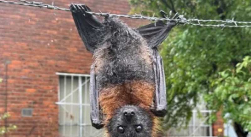 Morcego é resgatado após ficar preso pelo órgão genital em arame farpado
