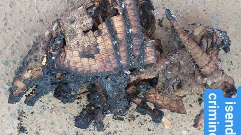 Internauta registra cena triste de animais mortos após incêndio em Elísio Medrado, BA