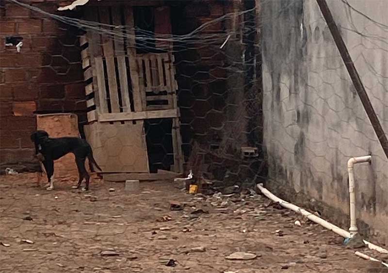 Após denúncia, cadela é resgatada por maus-tratos na cidade de Amargosa, BA