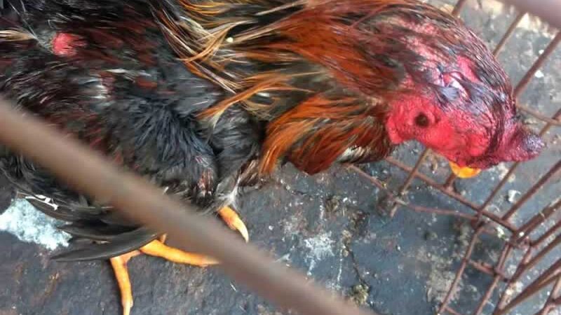 Operação policial combate rinha de galo em Ilhéus, BA; 22 aves são resgatadas em condições precárias
