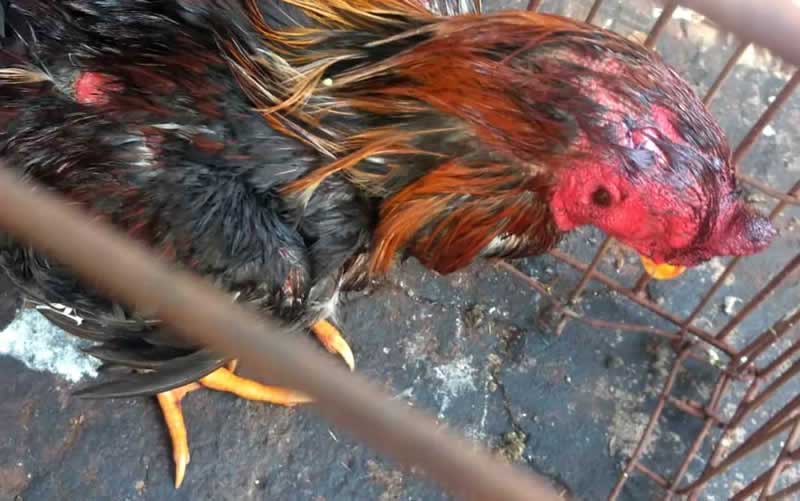 Operação policial combate rinha de galo em Ilhéus, BA; 22 aves são resgatadas em condições precárias