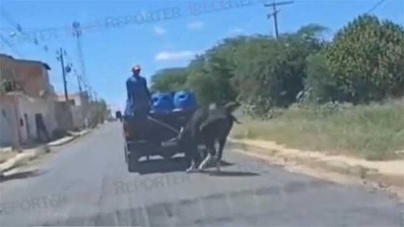 Vaca é arrastada por carro em cidade no interior da Bahia; VÍDEO