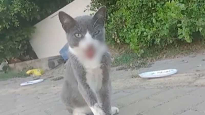 Vídeo: gato é agredido e deixado com maxilar quebrado em colônia de felinos de Piatã, em Salvador