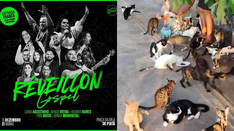 Festa de réveillon gospel em Salvador preocupa ativistas: “tragédia para os gatos de Piatã”