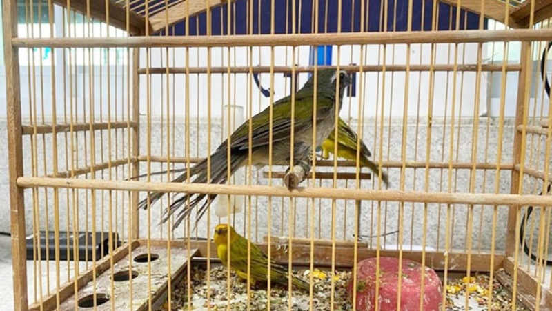 PRF resgatou aves silvestres em Vitória da Conquista, BA