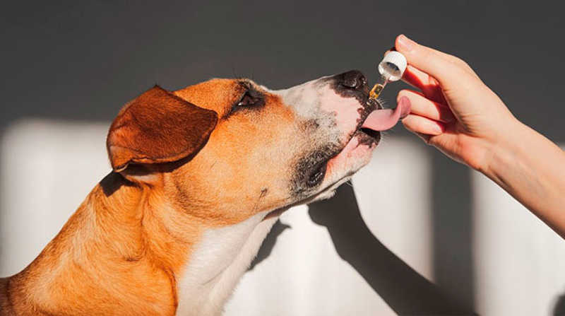 Uso veterinário de canabidiol pode trazer benefícios a animais