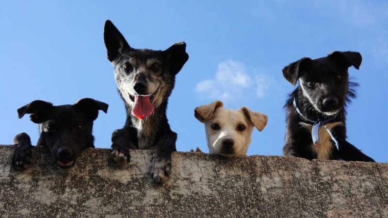 Como funciona lar temporário para cães e gatos; voluntárias explicam