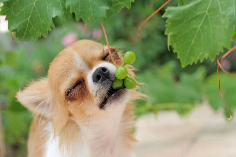 Uvas podem causar problemas de rins em cães. Foto: Getty Images
