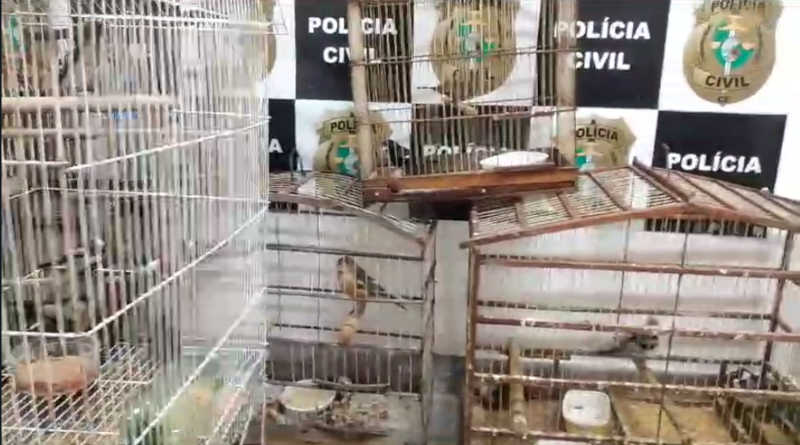Polícia Civil deflagra 8º fase da Operação Fauna Livre e prende dois suspeitos por crimes ambientais no CE