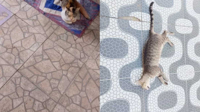 Crueldade contra animais impacta moradores do bairro Paraná, em Iguatu, CE; gatos envenenados e espancados
