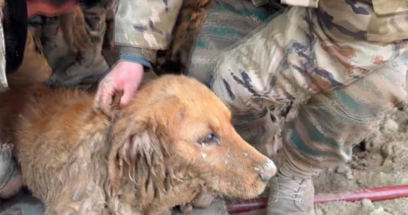 Cão sobreviveu durante 30 horas sob os escombros até ser resgatado; VÍDEO